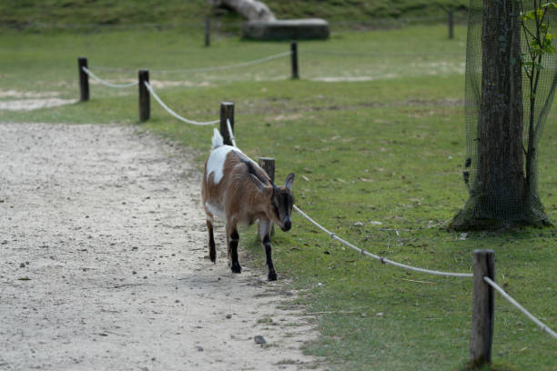 istock Walk in Le Guerno and zoo's visit 2157251919