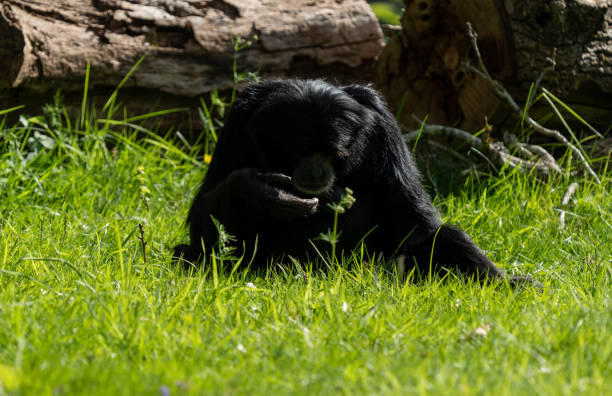 istock Walk in Le Guerno and zoo's visit 2157251932