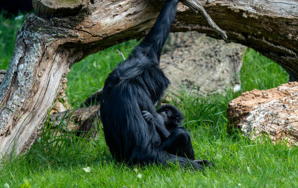 istock Walk in Le Guerno and zoo's visit 2157251951