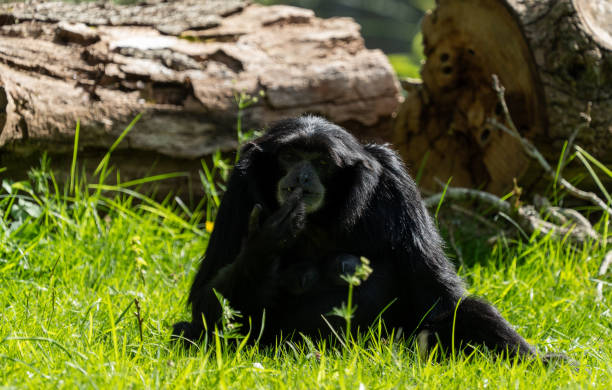 istock Walk in Le Guerno and zoo's visit 2157251953