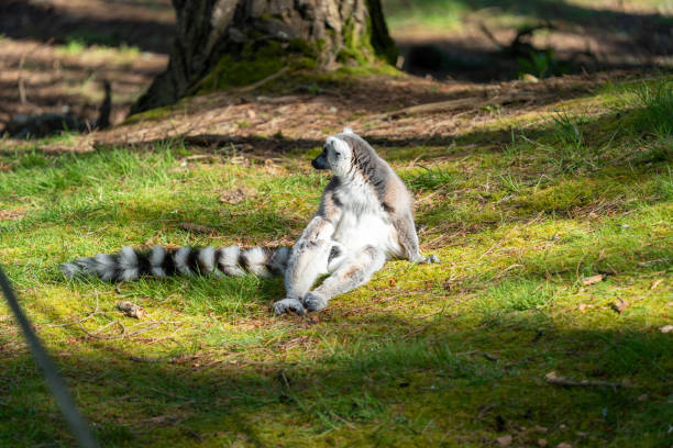 istock Walk in Le Guerno and zoo's visit 2157251959