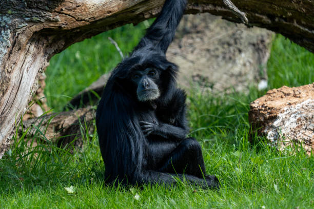 istock Walk in Le Guerno and zoo's visit 2157251973