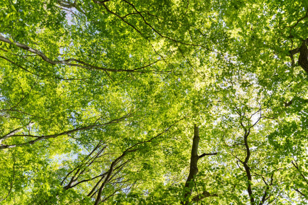 istock Walk in the fresh green forest 2157254181