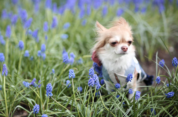 Chihuahua dog on bed