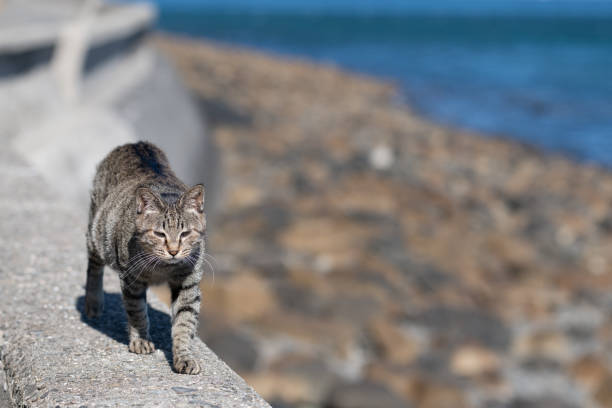 istock Cat walking on the embankment 2157255366