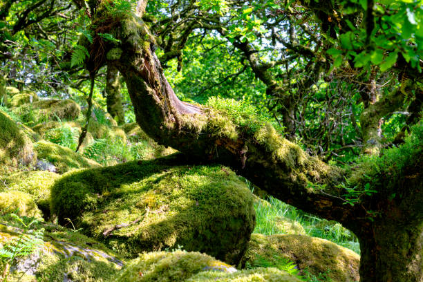 istock Wistman's Wood On Dartmoor 2157259965