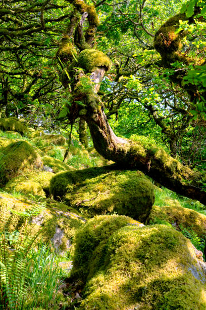 istock Wistman's Wood On Dartmoor 2157259982