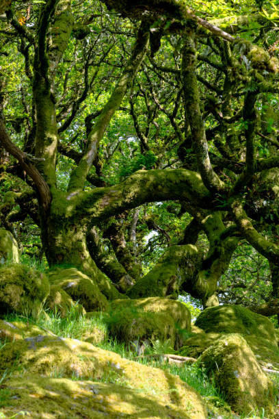 istock Wistman's Wood On Dartmoor 2157260098