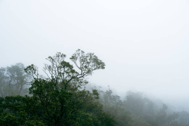 Discover the mysterious and marvellous foggy hilly landscape in the Ba Na Hills of Da Nang, Vietnam. This enchanting scene captures the serene beauty and mystical atmosphere of this breathtaking destination.
