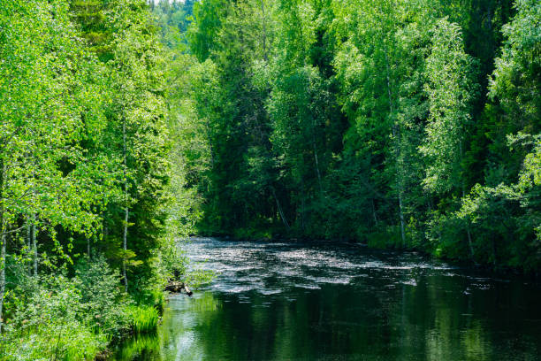 A tranquil scene of a lush green forest with a serene river flowing through it, capturing the peacefulness and natural beauty of the wilderness. Ideal for nature and outdoor themes.