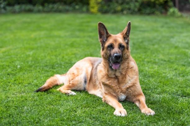istock Senior German Shepherd dog resting on grass. Full body portrait 2157264395