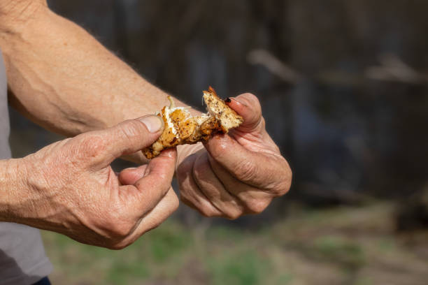 istock Cooking barbecue outdoors.Man cooking meat on barbecue. 2157264457