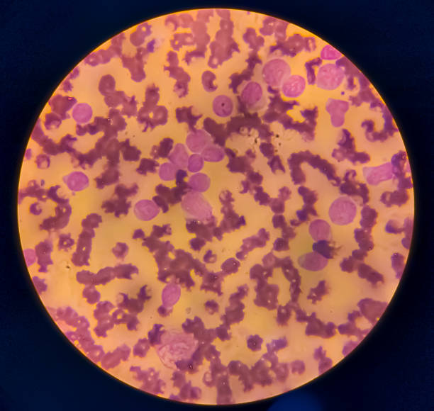 Red Cell Microscope Red Blood Cells Under Microscope