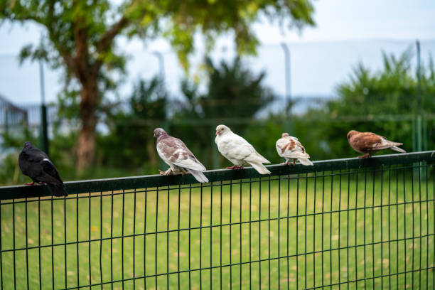 pigeons are at garden horizontal still