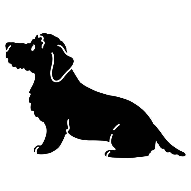 istock Simple and adorable silhouette of Wire Haired Dachshund sitting in side view 2157266619