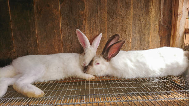 istock Two white rabbits lie in a cage on an animal farm, one rabbit has black ears 2157269633