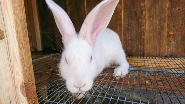 istock White rabbit with red eyes in a cage on an animal farm 2157269636