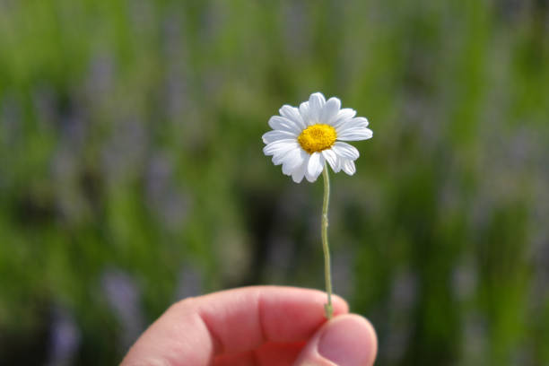 Chamomile in hand on a sunny summer day.