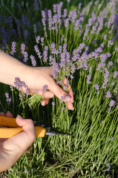 istock A woman's hand cuts lavender blossoms with secateurs in a lavender field. 2157269748