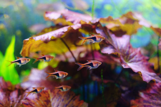 istock The Harlequin Red Rasbora school of tropical fish 2157272036