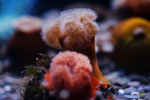Underwater photo of the Sea Anemone Metridium dianthus