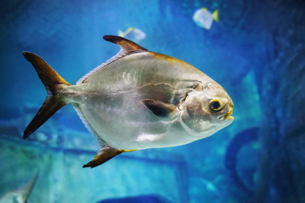 istock The snubnose dart (Trachinotus blochii) commercial food fish 2157272239