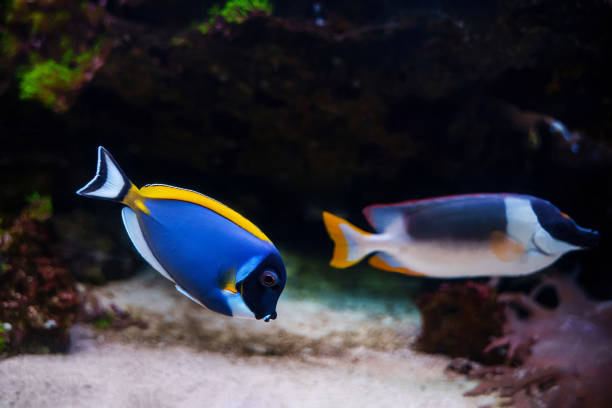 istock Powder blue tang and Magnificent rabbitfish 2157272580