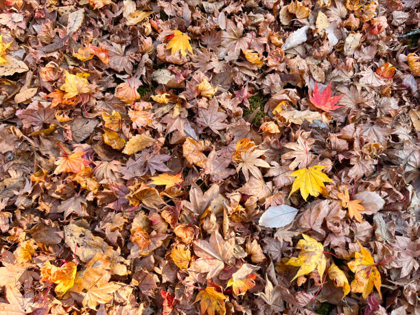 fallen leaves on the street