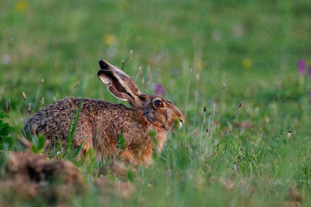 istock European hare (Lepus europaeus), hiding in the field. 2157273627