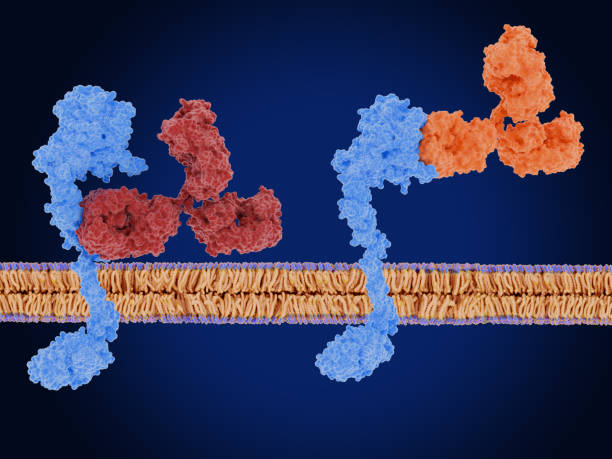 istock Cancer immunotherapy: Two therapeutic antibodies block HER2 2157274511