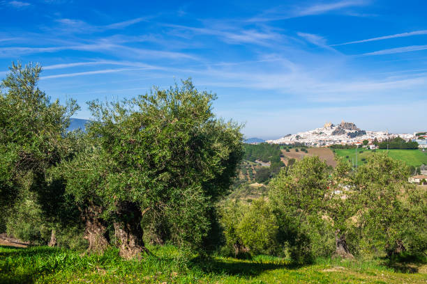 olive fields in the province of Toledo, Spain
