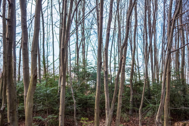 istock Forest - Europe, Romania, Suceava region 2157275795