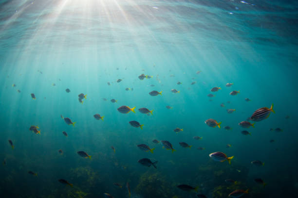 istock School of fish on the ocean 2157278262