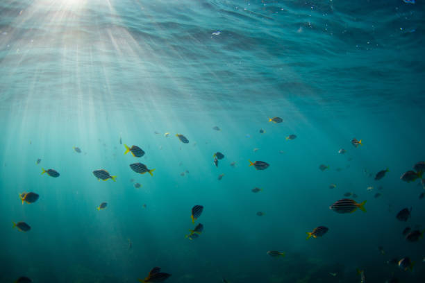 istock School of fish on the ocean 2157278266