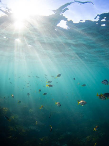 istock Yellow fish in the ocean 2157278355
