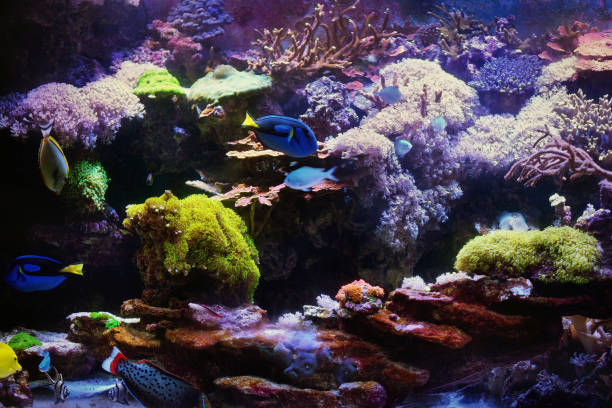istock The colorful exotic coral reef aquarium 2157278750