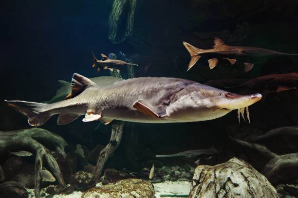 istock Beluga Kaluga fish or Siberian sturgeon 2157278762