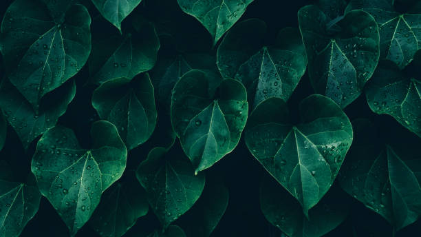 istock water drops splashing on green leaf, purity nature background 2157279380