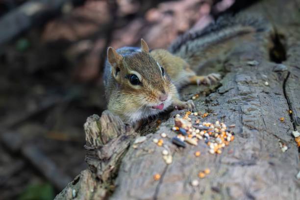 istock Chipmunk sticking it's tongue out. 2157280245