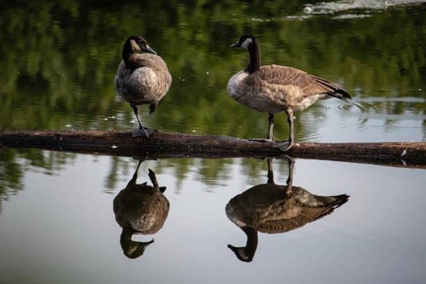 istock Two Canadian geese on a log. 2157280258