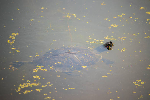 Turtles sunning themselves on a log in a pond. Shot with a Canon 5D Mark IV.