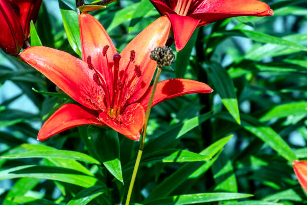 Macro capture of the centre of a blooming red and yellow day lily in  blooming in a summer garden.