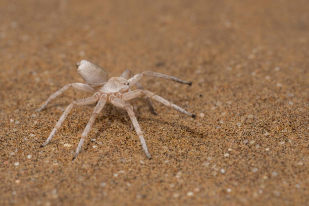 an Arachnid Solifugae survives in the desert of central Namibia