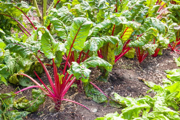 istock Red chard (rhubarb chard) growing in a vegetable garden, UK 2157287097