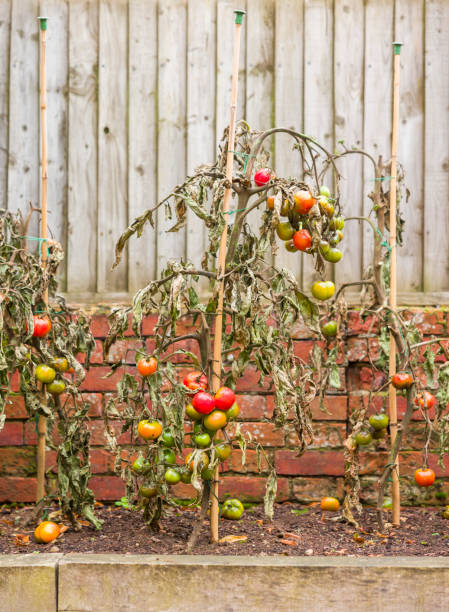 istock Tomato blight, tomato plants wilt disease in garden, UK 2157287107