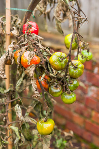 istock Tomato problems, blight. Tomato plant wilt disease in UK garden 2157287112