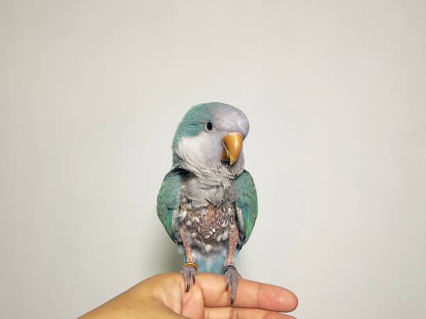 istock Monk parakeet (Myiopsitta monachus) or quaker parrot problem feathers sitting on hand missing many feathers result of fungus 2157288153
