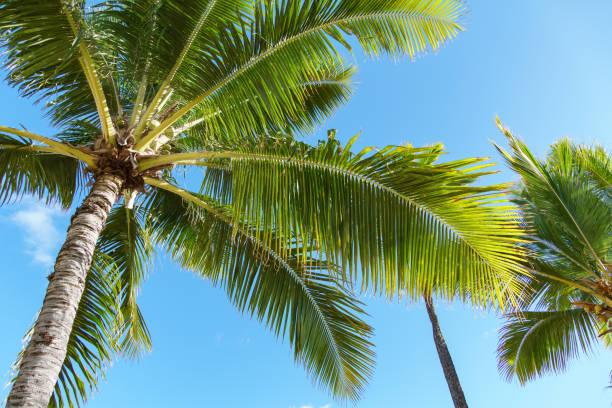 istock The view of palm trees under a clear blue sky is mesmerizing and serene 2157288171