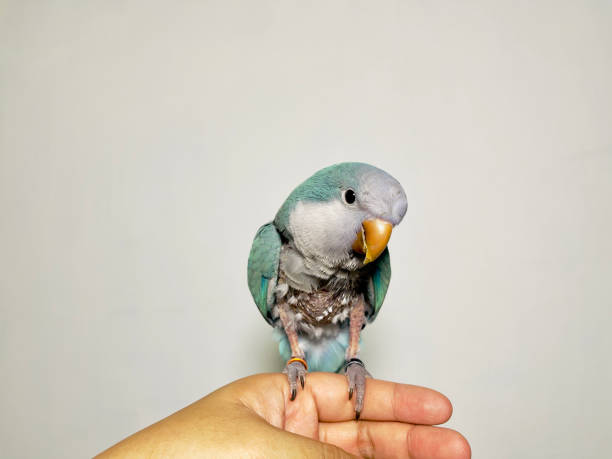 istock Monk parakeet (Myiopsitta monachus) or quaker parrot problem feathers sitting on hand missing many feathers result of fungus 2157288215