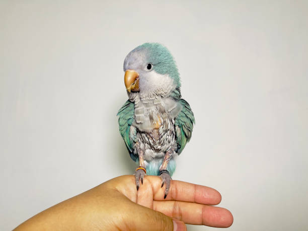 istock Monk parakeet (Myiopsitta monachus) or quaker parrot problem feathers sitting on hand missing many feathers result of fungus 2157288234